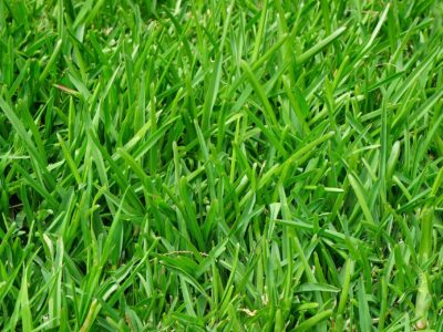 Licenced Cirencester Turf services